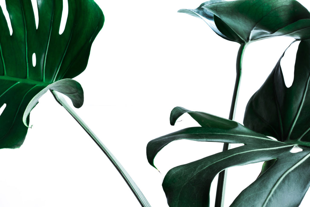 Mood Monstera (Quentic, Messestand)